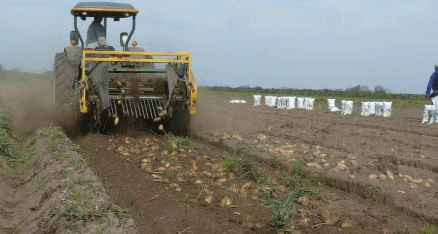Carne con puré: en Mechongué, la papa agrega valor en un esquema mixto de producción