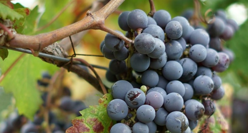 El fin de las retenciones a las economías regionales no es para todos: qué dice el decreto del Gobierno