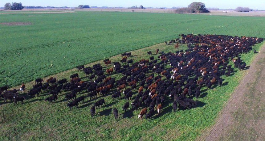 El negocio ganadero se recría con una mayor retención de terneros