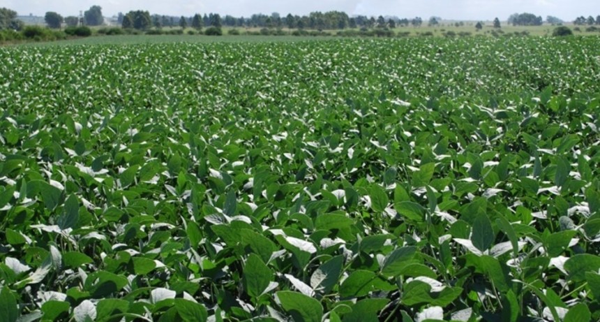Primer mapa de calidad de la soja argentina: el NOA marca el norte en los niveles de proteína