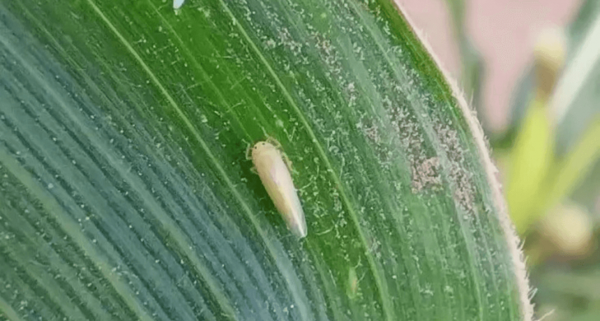 El clima está jugando en contra de la chicharrita, pero las lluvias son un llamado de atención