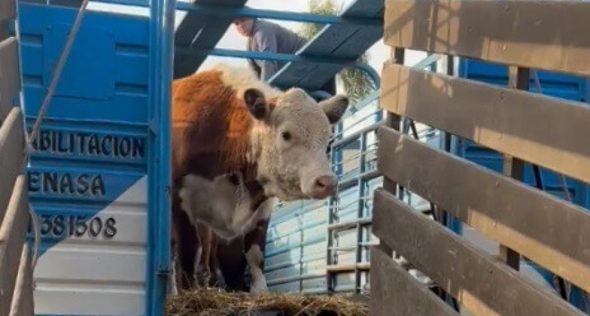 En Palermo, ocho terneras de Necochea abrieron las tranqueras de la semana del Centenario Hereford