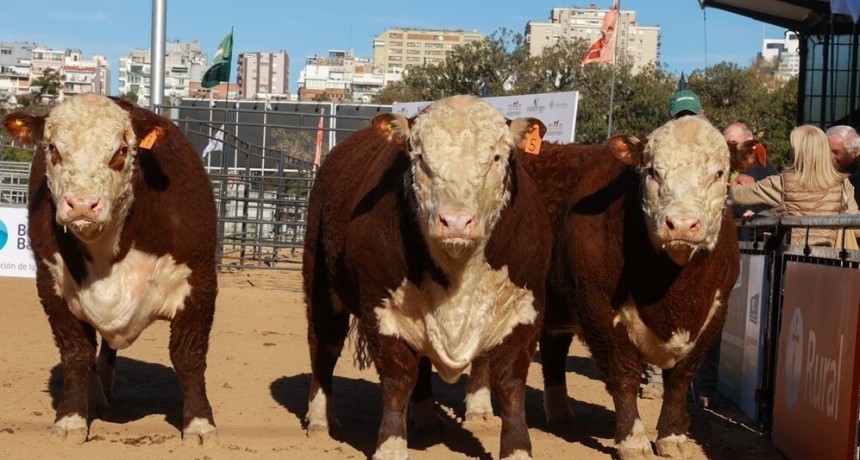 Entre Los Cedros y en el Cerro de la Cruz, pastan grandes campeones Hereford
