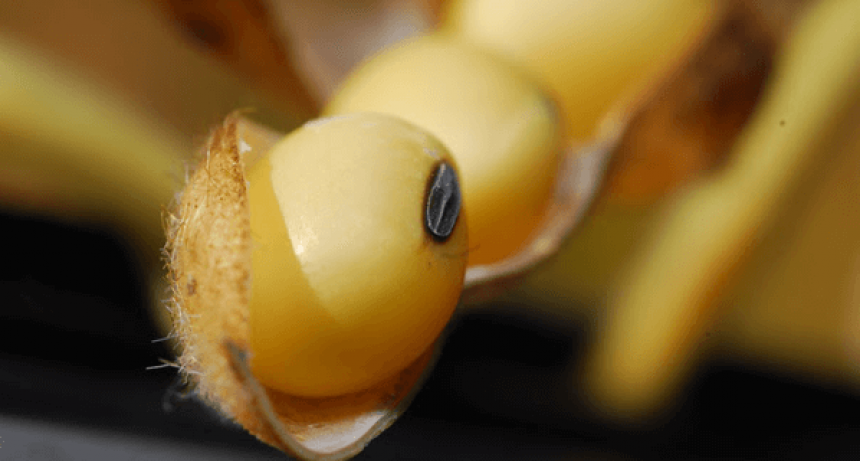 La cadena de la soja va rumbo a la nueva campaña “con la esperanza de siempre”