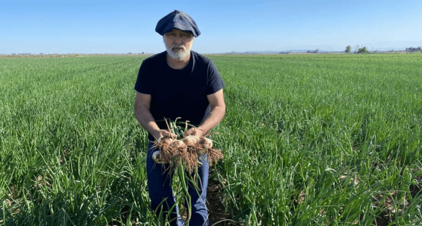La cebolla dulce mendocina conquista los mercados de Europa y Estados Unidos