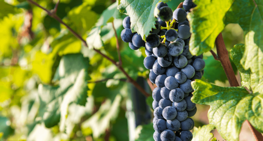 Tanto tintas como blancas: las variedades “raras” que renuevan la vitivinicultura argentina
