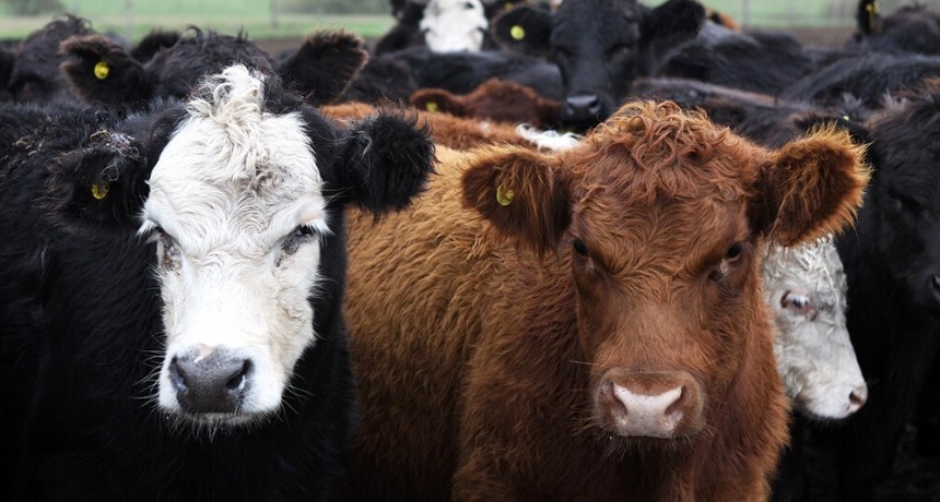 Proyectan que el stock bovino alcanzará los 53,5 millones de cabezas