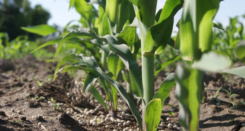 Un reconocido banco ofrece 100 convenios para financiar la compra de insumos