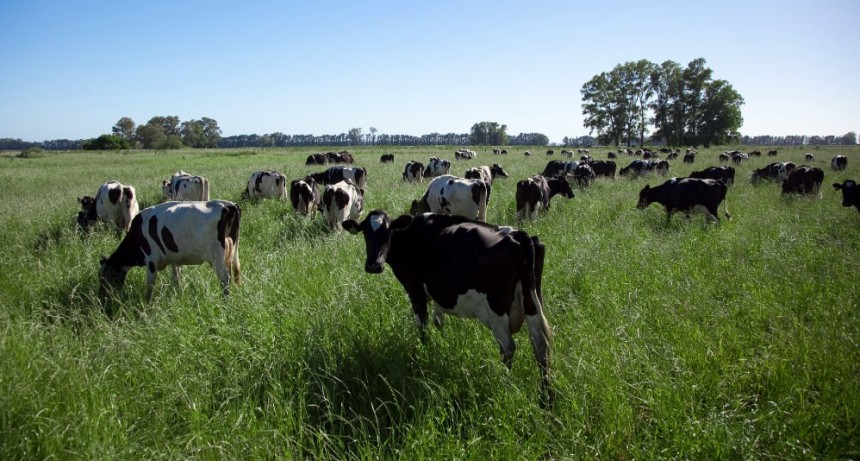 CRA: “El campo es parte de la solución al cambio climático”