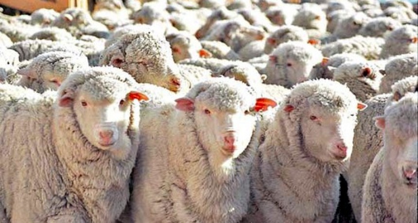 Con amplio consenso, Diputados convirtió en ley el proyecto de promoción de la ganadería ovina