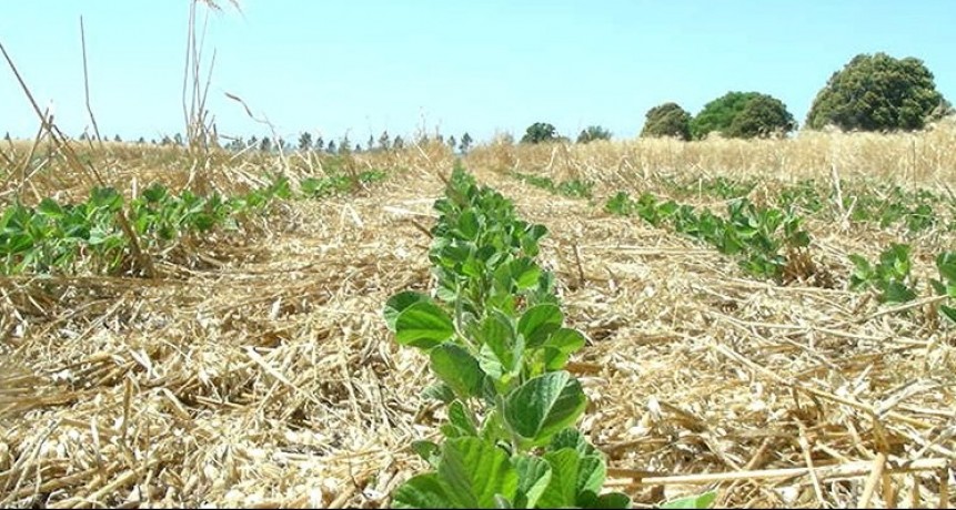 Soja: por qué la siembra volverá a crecer tras cinco años de caída
