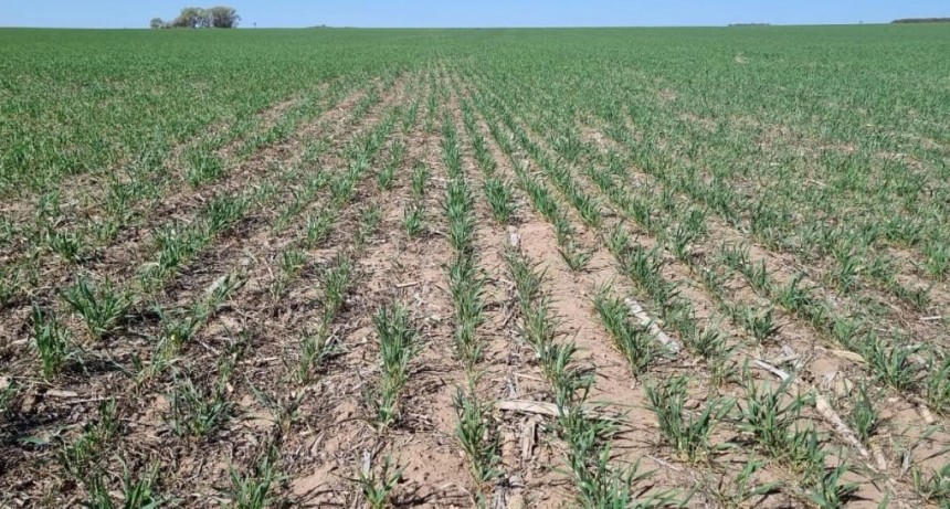 “Dejen de esquilmarnos”: el ruego de una Rural del interior ante la sequía