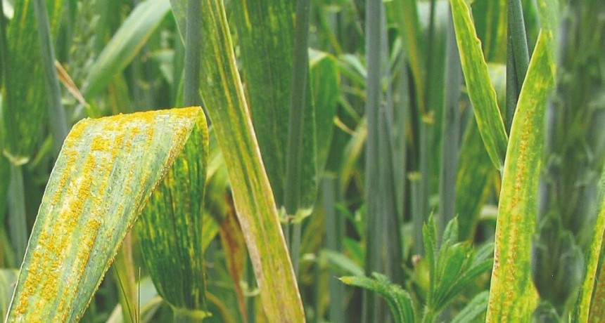 Resistencia a fungicidas: el “ABC” del manejo para no repetir los errores cometidos con las malezas