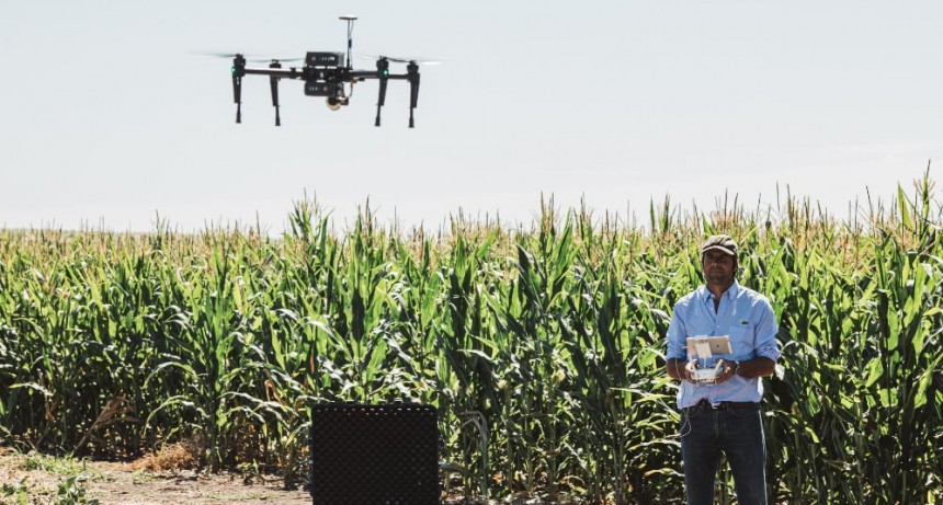 Ganadería 4.0: drones y satélites para medir el pasto, un “click” productivo hacia más sustentabilidad