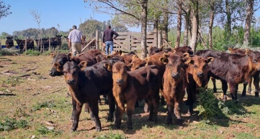 Hay que pasar el verano: recomendaciones para que el rodeo no decaiga ante la falta de agua