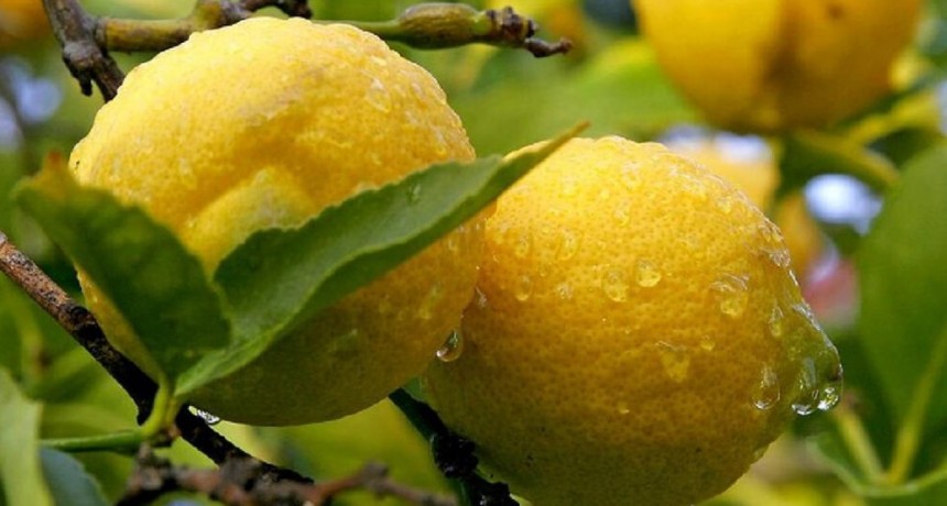 ¿Cómo está la productividad del agro argentino en relación a los países competidores?