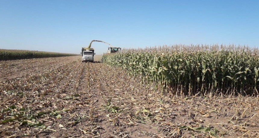 Silaje de ma&iacute;z: claves para promover la planta entera y lograr hasta 50% m&aacute;s de rendimiento energ&eacute;tico