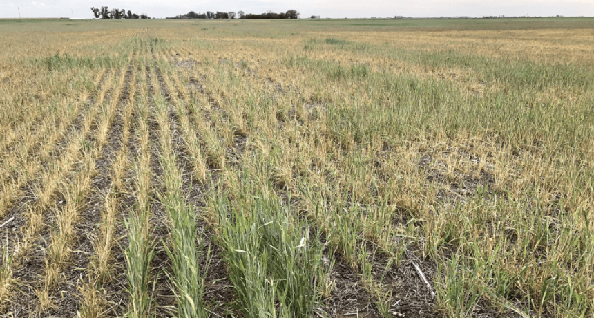 Sobre no llovido, helado: el frío se sumó al listado de preocupaciones del trigo