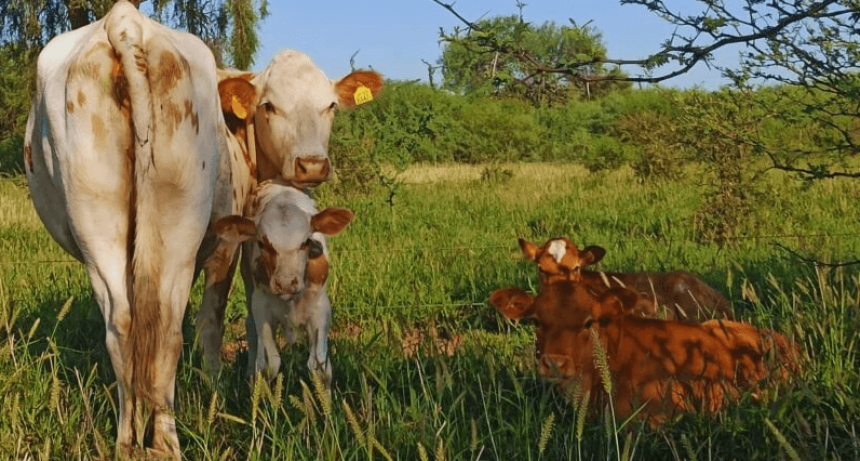 Eficiencia reproductiva: c&oacute;mo obtener un ternero por vaca al a&ntilde;o en zonas &aacute;ridas y semi&aacute;ridas