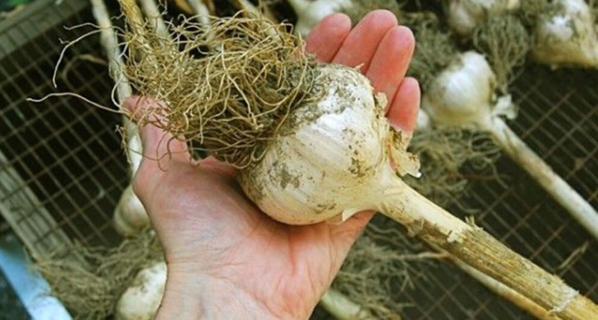 Con el ajo a la cabeza, la siembra de hortalizas de invierno aumentó 8,4% en Mendoza