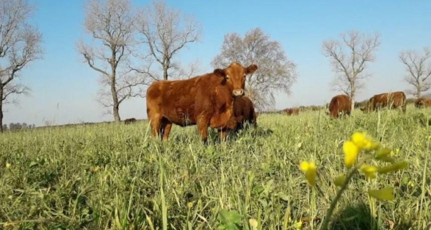 Confirman que “regenerar el campo” es el principio básico para aumentar rindes