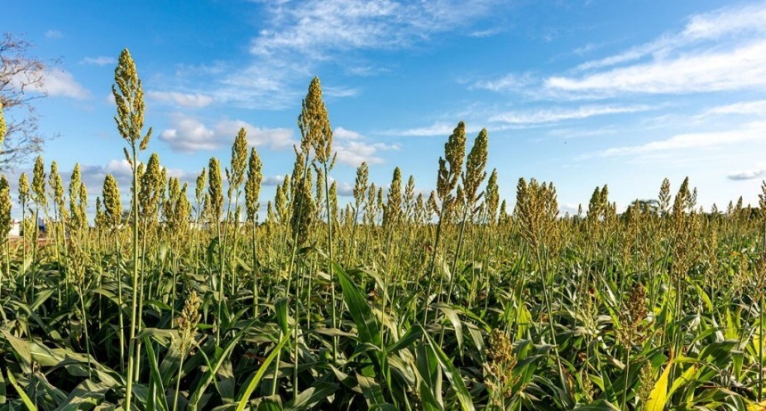 “El sorgo escobero”, un cultivo histórico de la Argentina relacionado con la celebración de Halloween