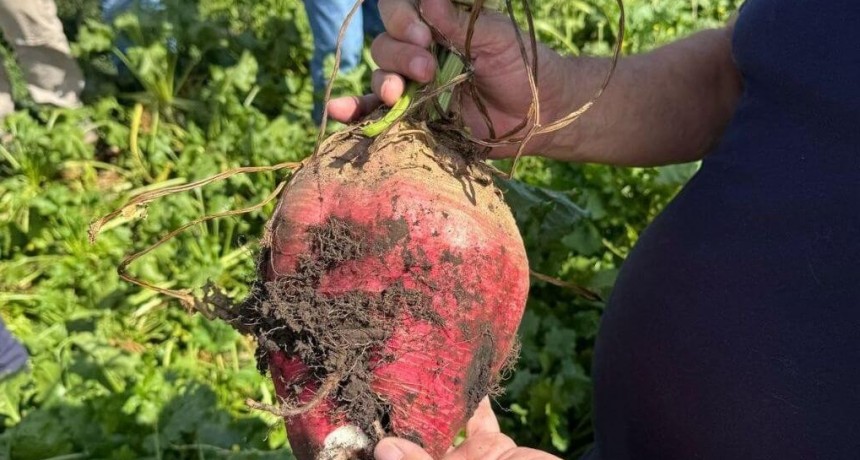 En la Estancia Santa Marta, la remolacha forrajera demostró su potencial: 2.665 kilos de carne por hectárea