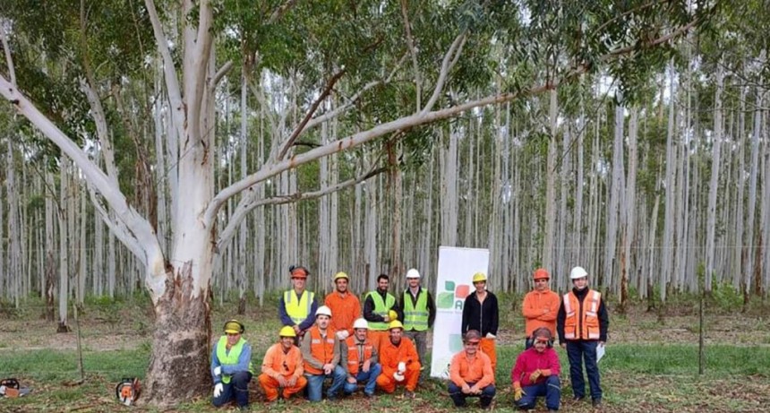 La industria forestal argentina recibió un reconocimiento de la ONU por la reducción de accidentes laborales