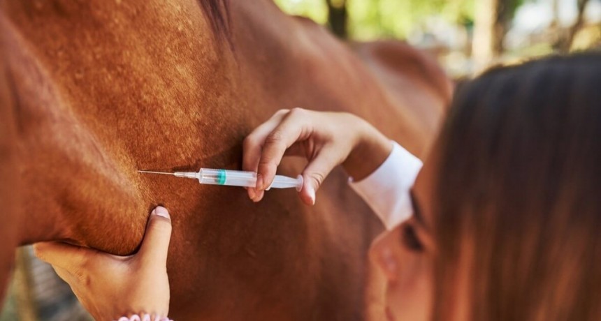 Una amenaza silenciosa: el calor y la humedad activan las alertas por la encefalomielitis equina