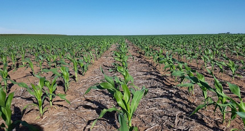 El maíz tardío ya hace historia en la Argentina