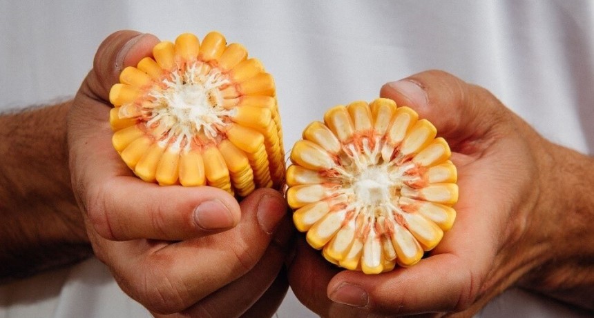 China está revisando su regulación para los cultivos transgénicos