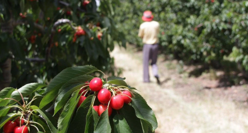Economías regionales: los productores piden reglas claras y menos impuestos al cabo de un año de incertidumbre