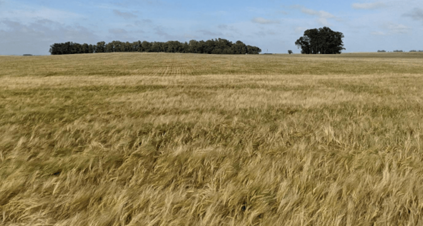 La cebada con precios históricos y sin techo