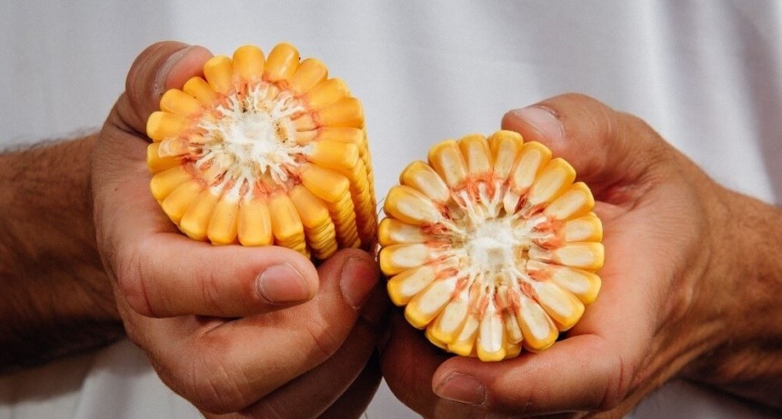 Récord de industrialización de maíz en la Argentina