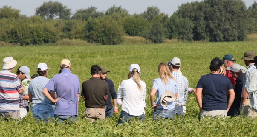 Radiografía de los productores argentinos: pese a todo, piensan en sembrar cada vez más