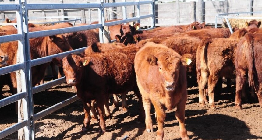 Los novillitos van cada vez más lentos en la carrera contra la inflación
