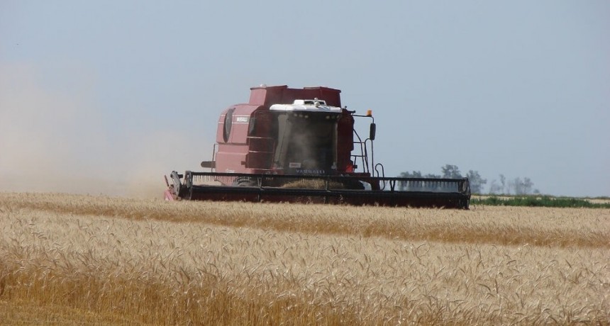 Sequía: el Gobierno evalúa una medida excepcional para las exportaciones de trigo