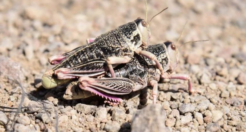 El Senasa declaró la alerta fitosanitaria en la Patagonia por la Tucura sapo