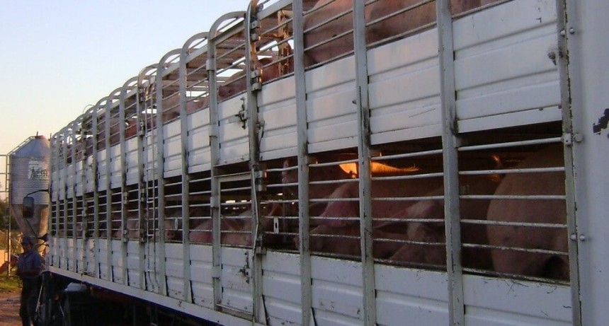 Desarrollan una mejora logística para el transporte de cerdos