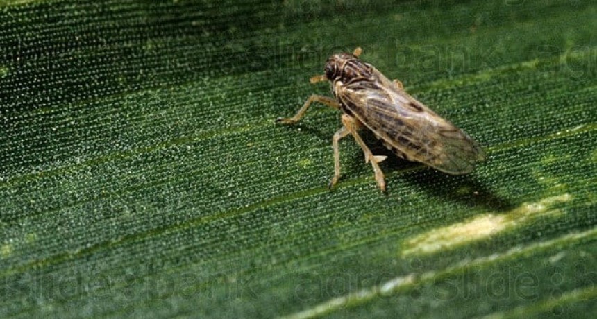 Una de las principales amenazas del maíz ya hace ruido en la campaña: la “chicharrita”