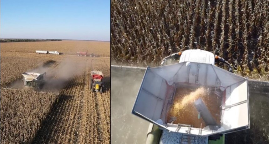 ¿Qué tiene la supercosechadora que carga hasta 40 camiones de maíz por día? 
