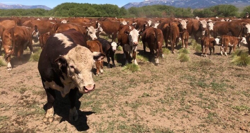 El plan de la Mesa de Ganados y Carnes para volver a tener más de 60 millones de cabezas