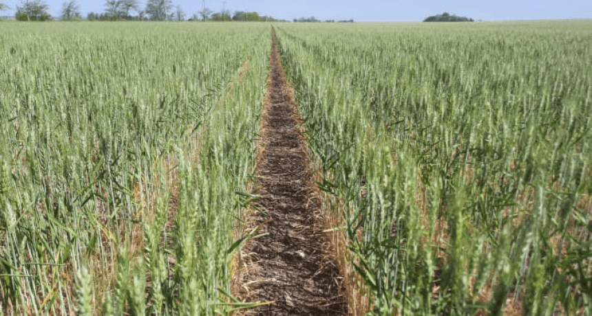 Las lluvias llegaron tarde para el trigo y el girasol, que vuelven a caer en sus proyecciones