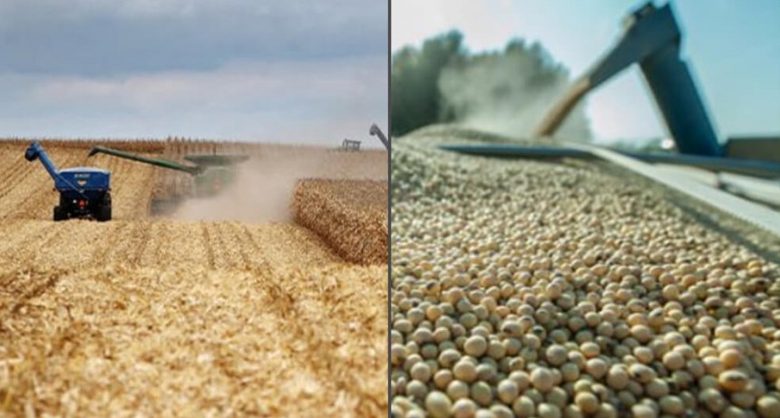 Ranking: ¿cuáles son las provincias y los departamentos que más soja y maíz producen en Argentina?