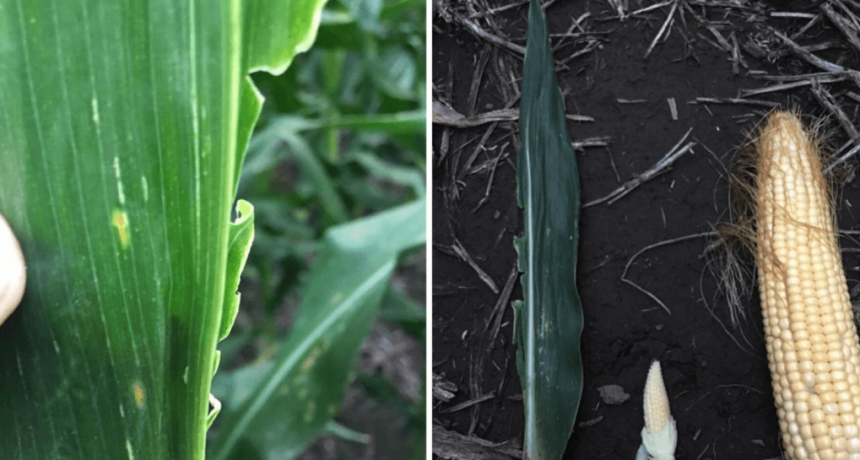 Maíz: el “Mal de Río Cuarto” comienza a encender las primeras alertas