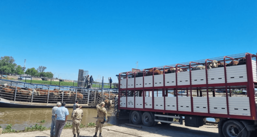 Inundaciones en el Litoral: las claves de nutrición y sanidad que sugiere el INTA para reducir pérdidas