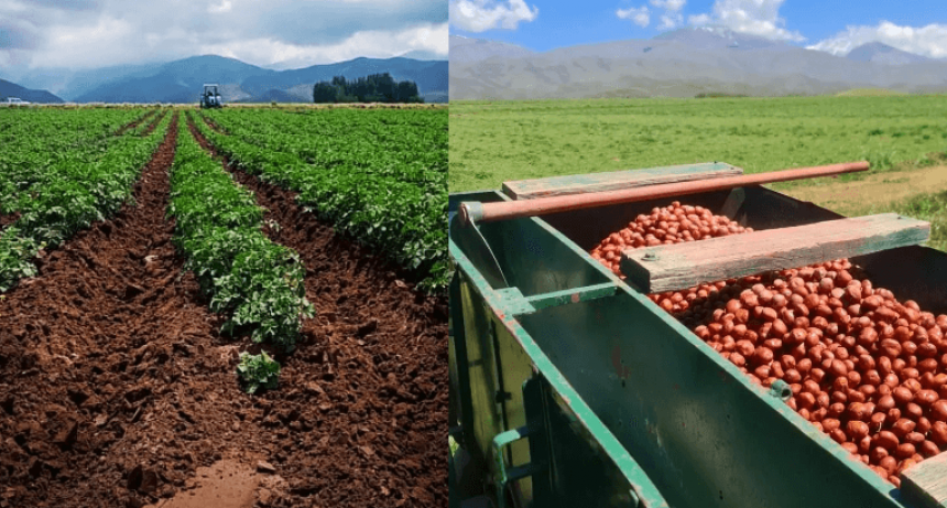 A 2.300 metros de altura, los papines andinos abren un surco productivo en la cordillera mendocina