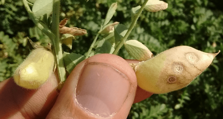 Fiscalizada la semilla, ¿se acabó la “rabia del garbanzo”?: el INASE busca frenar una enfermedad letal