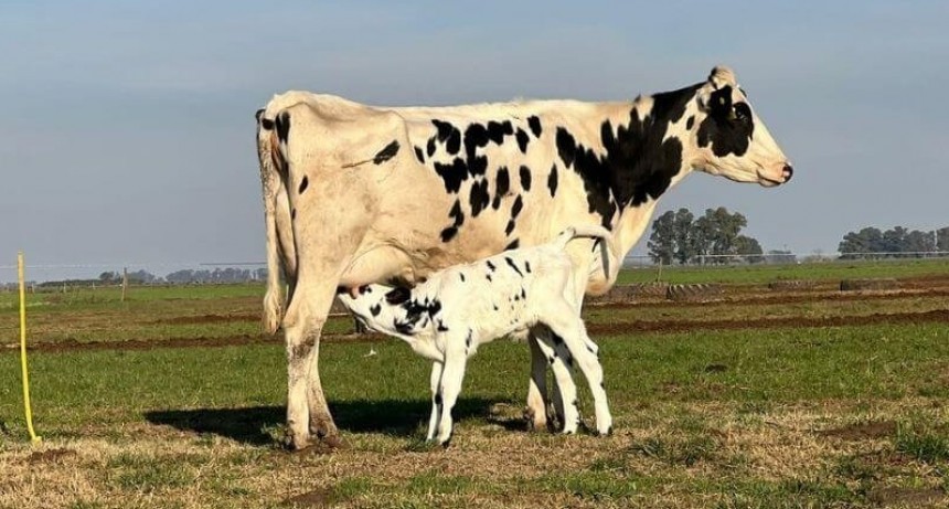 Un récord preocupante para la ganadería: el octubre con mayor faena de hembras de la historia