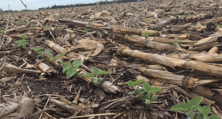 La soja le “robó” 200.000 hectáreas al maíz después de las lluvias